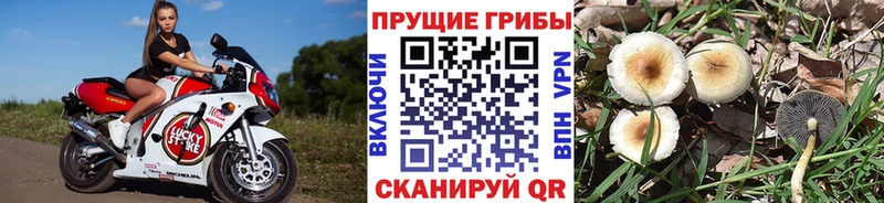 Псилоцибиновые грибы мицелий  Купить где  Торопец 
